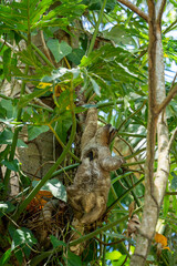 Naklejka premium Three-toed sloth Bradypus variegatus climbing tropical tree in rainforest