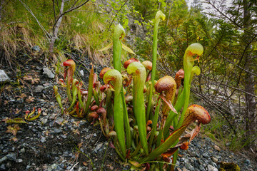 Californian Cobra Lily (Darlingtonia californica), plants in natural habitat in Northern California