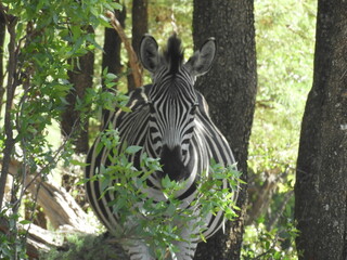 Z&egrave;bre femelle enceinte
