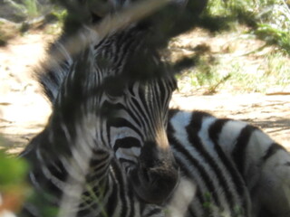 Z&egrave;bre cach&eacute;