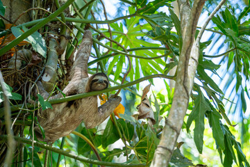 Naklejka premium Three-toed sloth (Bradypus variegatus), on vegetation in a tropical forest