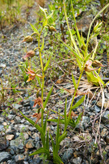 Flowering Plant of the Stream Orchid (Epipactis gigantea) in natural habitat in Northern California
