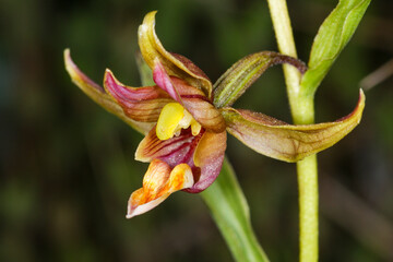 Single flower of the Stream Orchid (Epipactis gigantea), close-up of the multi-colored flower, Northern California