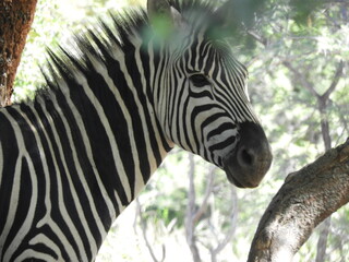 Z&egrave;bre de profil