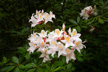 Naklejka premium Flowering bush of the Western Azalea (Rhododendron occidentale), Northern California