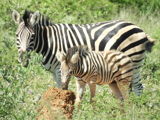 Zèbres mère et enfant