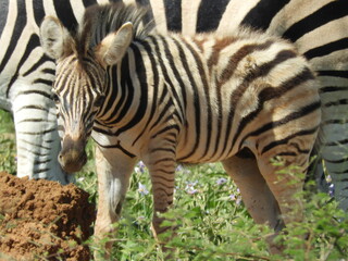 Z&egrave;bre b&eacute;b&eacute;