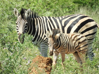 Zèbres mère et enfant
