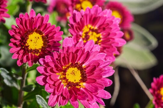 Vibrant pink chrysanthemum flowers with yellow centers in full bloom