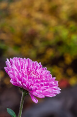 Vibrant pink chrysanthemum flower blooming in a garden with blurred background