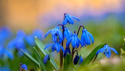 Vivid blue scilla flowers rise from the green grass, backed by muted colors of sky and foliage