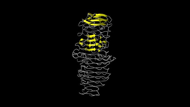Structure of a novel Hyaluronidase (Hyal_Sk) from Streptomyces koganeiensis. Animated 3D cartoon and molecular surface models, secondary structure color scheme, PDB 4ufq, black background.
