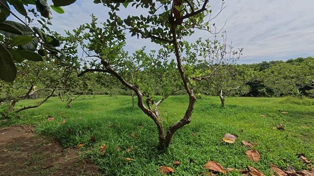 A wide and expansive guava orchard is shown with many trees planted in large numbers. The guava trees are spaced to ensure healthy, producing delicious, quality fruit for commercial sale.