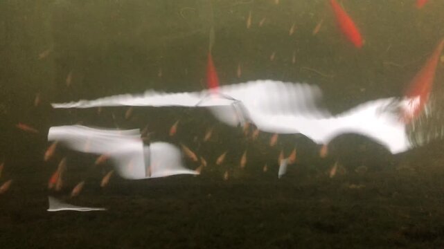 Koi fish and tilapia fish swimming in a murky pond
