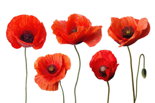 set of red poppy flowers isolated on white or transparent png
