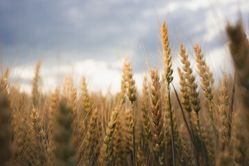 Golden wheat field under dramatic cloudy sky during sunset, symbolizing harvest, nature, and agriculture