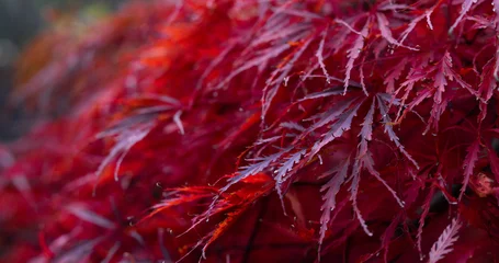 Fototapete Rund Bordeaux Acer palmatum dissectum foliage in deep red and purple tones, dense textured leaves forming an ornamental pattern in autumn close-up.  © Tryfonov
