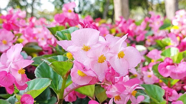 Beautiful pink  begonia flower in a garden.
