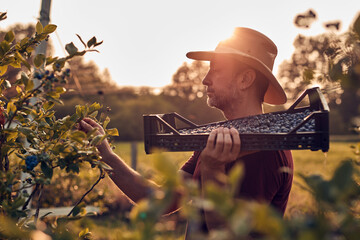 Farmer picking fresh blueberries on a farm.