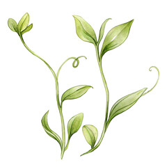 Watercolor Green Leaf Branch Clipart PNG