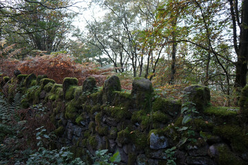 Moss-covered Dry Stone Wall In An Autumnal Forest At Black Rocks Cromford Derbyshire England With Trees And Ferns