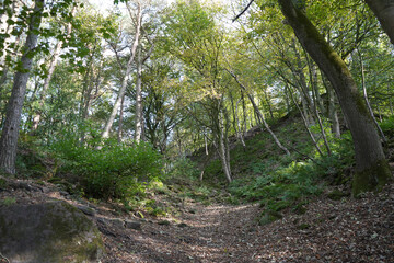 Ancient Trees And Dappled Sunlight Illuminate A Peaceful Forest Trail With Mossy Rocks And Fallen Leaves At Black Rocks, Cromford, Derbyshire.