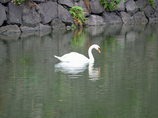 皇居の濠を泳ぐ白鳥