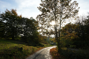 Sunlit Winding Woodland Path Through Autumn Trees With Fallen Leaves At Black Rocks, Cromford, Derbyshire, Creating A Serene Natural Scene.