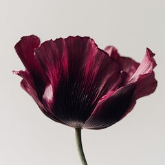 Close Up Of Dark Burgundy Poppy
