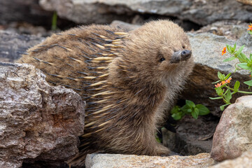 A short beaked echidna, Tachyglossus aculeatu, also known as the spiny anteater. This is an egg laying mammal or monotreme. Its beak contains electroreceptors to sniff out and detect prey