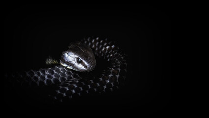 Tasmanian Tiger Snake, notechis scutatus humphreysi, on black with copyspace. A venomous snake endemic to Tasmania and found around water, such as swamps and welands. Its venom is a deadly neurotoxin.
