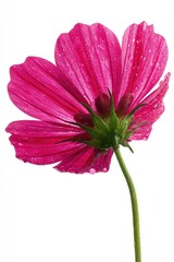 Pink Glittering Cosmos Flower