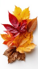 Autumn Leaves Display On White Background
