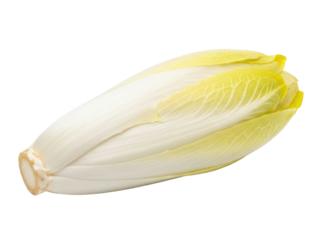 Close-up shot of a fresh, raw endive vegetable, showing its layered leaves and pale color.