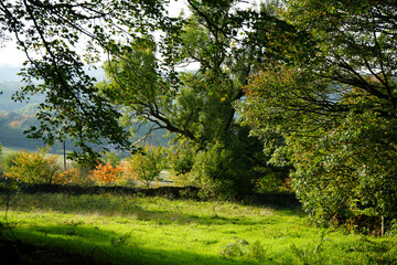 Sunlit Green Fields And Trees Showing Early Autumn Colours In The Picturesque Derbyshire Countryside Near Black Rocks, Cromford