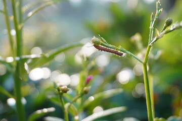 Brown Caterpillar Resting on a Plant Stem with Soft Bokeh