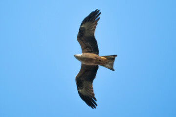 Milan noir, Milvus migrans, Black Kite