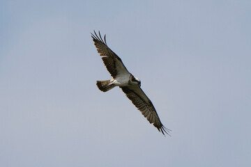 Balbuzard pêcheur