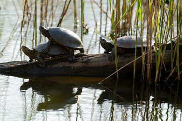 Tortue de Floride, Trachemys scripta