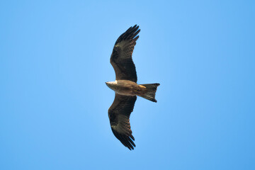 Obraz premium Milan noir, Milvus migrans, Black Kite