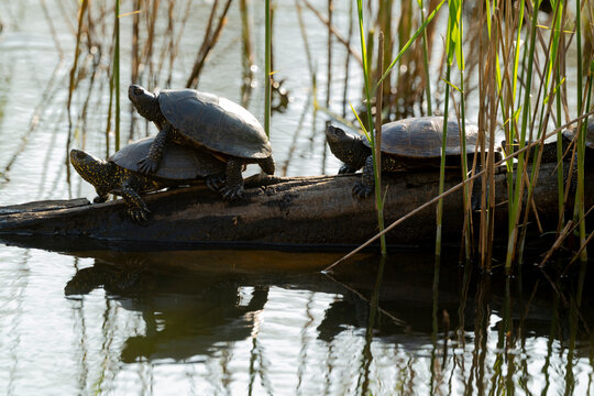 Tortue de Floride, Trachemys scripta