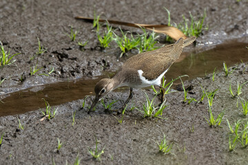 Fototapeta premium Chevalier guignette, Actitis hypoleucos, Common Sandpiper