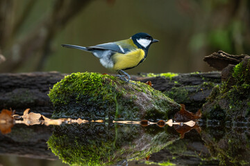 Mésange charbonnière