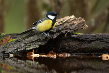 Mésange charbonnière