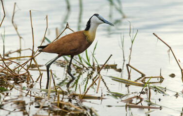 Jacana