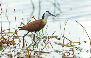 Jacana