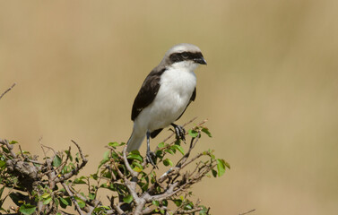 Obraz premium Pie grièche grise