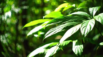 Lush green leaves gently sway in a soft breeze illuminated by dappled sunlight filtering through the dense canopy of a vibrant tropical forest creating a serene and natural background scene. - Powered by Adobe