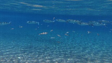 Fototapeta premium 水中のさかなたち