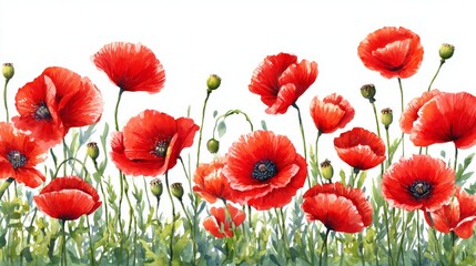 Fototapeta premium Red poppy watercolor border with floral flower botanical nature design illustration showing delicate detail on a clean white background, creating an elegant and versatile decorative composition.